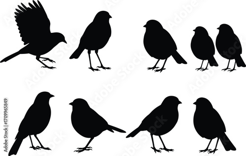 Bird silhouettes set, flock of sparrows and pigeons perched, standing, flying, black vector illustration, wildlife clipart collection, animal nature design