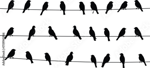 Bird silhouettes on wire, flock of birds perched in rows, black vector illustration, wildlife design, nature pattern, animal clipart collection