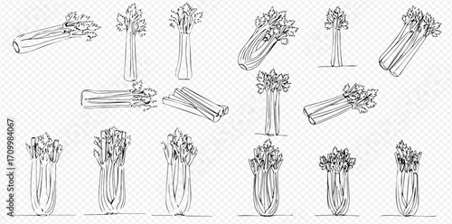 Hand-drawn black and white sketches of fresh celery stalks and bunches in various orientations on a transparent background.