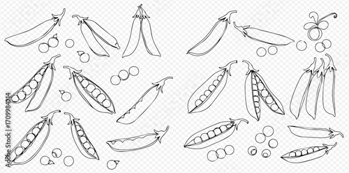 A collection of hand-drawn line art illustrations depicting various pea pods, some open with peas visible, and scattered individual peas.