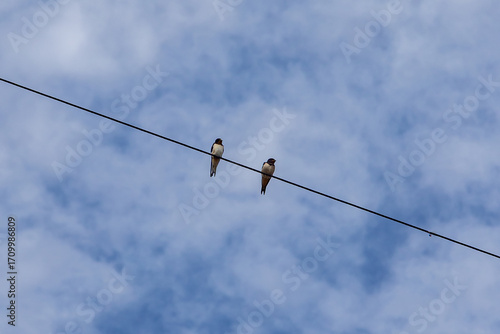 Two swallows perched on a cable with a blue sky and fluffy clouds overhead