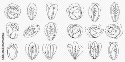 Line art illustration featuring various cabbages and lettuce heads in different orientations and styles.