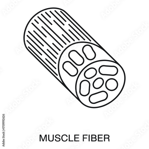 Muscle fiber anatomy diagram showing myofibrils and cells in a cross section view of the muscle 96 silhouette