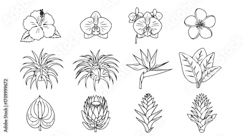 Collection of exotic tropical plant and flower line art sketches for design projects silhouette