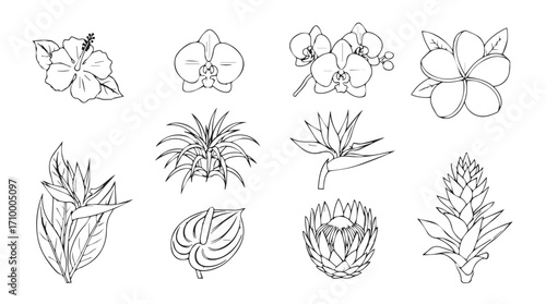 Collection of detailed botanical line drawings botanical studies diverse flower types hand sketched flora silhouette