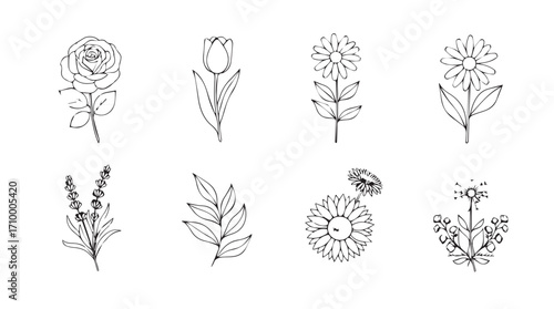 Set of delicate line art botanical elements featuring flowers herbs and leaves for decorative designs silhouette