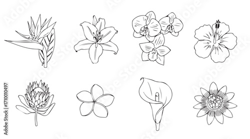Collection of hand-drawn botanical flower line art elements for decorative design projects silhouette