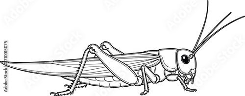 Detailed black and white illustration of a grasshopper on a white background