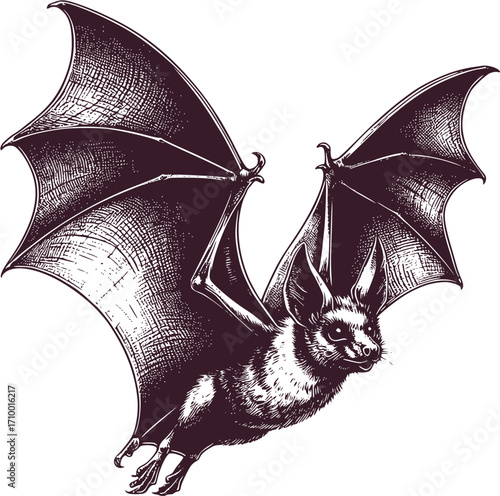 bat on a white background