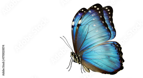 Картината върху платно Isolated Blue Morpho Butterfly, close-up with detailed wings and body, vibrant a