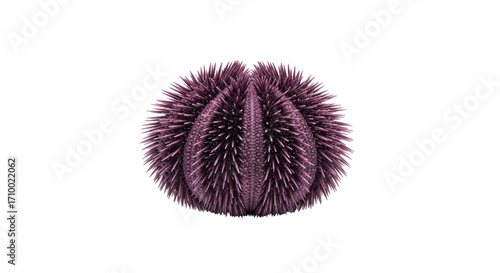 Schilderij op canvas Isolated Sea Urchin Shell on Neutral Backdrop A purple sea urchin with spines in