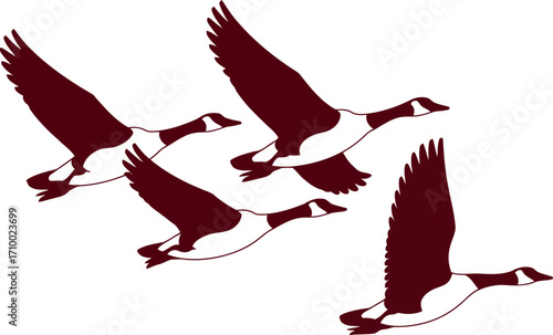 Geese flock flying migration autumn nature wildlife vector