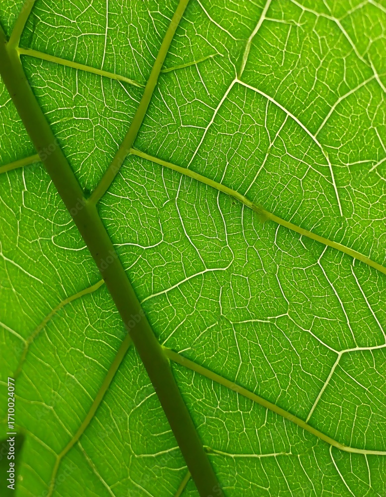 Obraz premium Close-up leaf veins