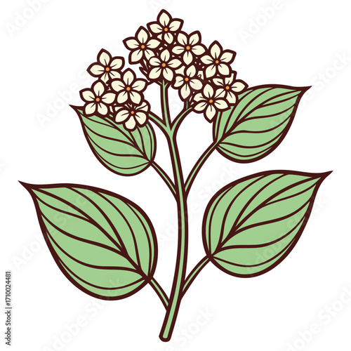 Buckwheat Plant Vector Illustration with Flowers and Leaves