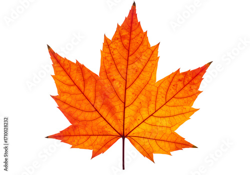 Vibrant Autumn Maple Leaf Isolated on White: Discover Seasonal Beauty & Fall Colors