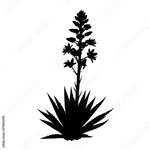 Silhouette of a blooming agave plant with spiky leaves and a tall flower stalk against a white background