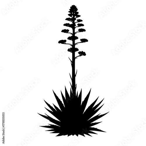 Silhouette of a tall agave plant with a dramatic blooming flower stalk against a white background