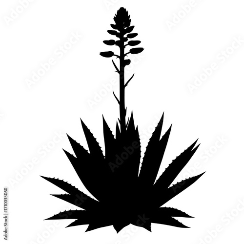 Silhouette of a blooming agave plant with a tall flower stalk against a white background