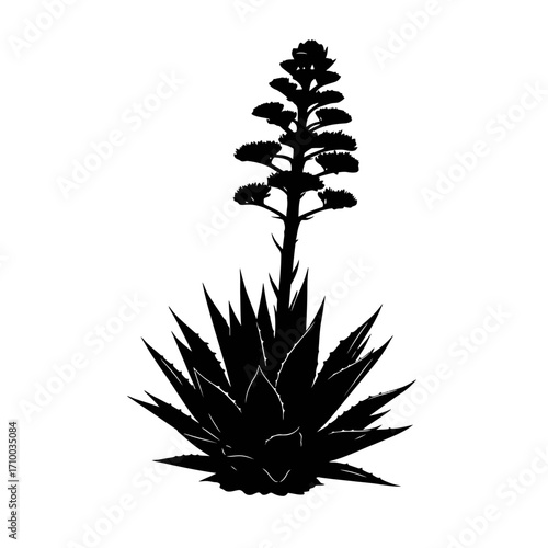 Silhouette of a blooming agave plant with a tall flower stalk and spiky leaves against a white background