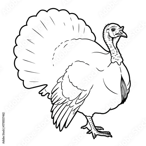 Line art drawing of a male turkey with a fanned tail feathers and a proud stance