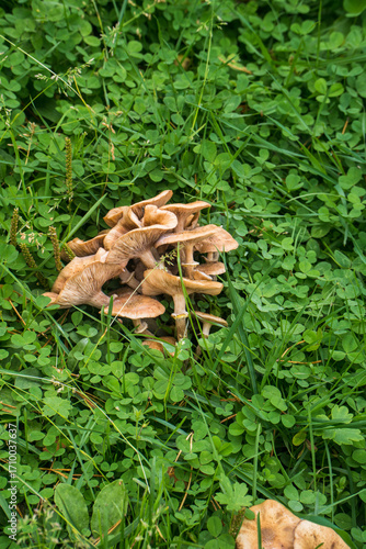 Chanterelles mushrooms against a background of green clover