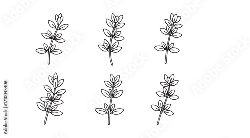 Six delicate hand drawn botanical sprigs in a minimalist silhouette style