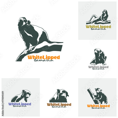 Set of White Lipped tamarin monkey design vector illustration, funny smart pet with an emotional face