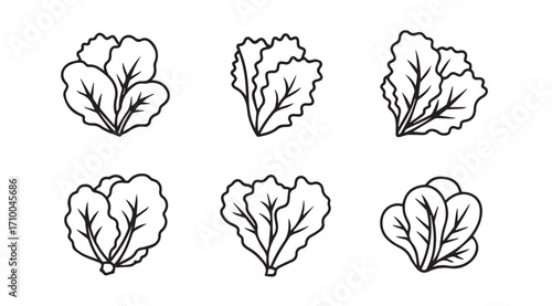 Collection of six hand drawn lettuce leaf bunches silhouette