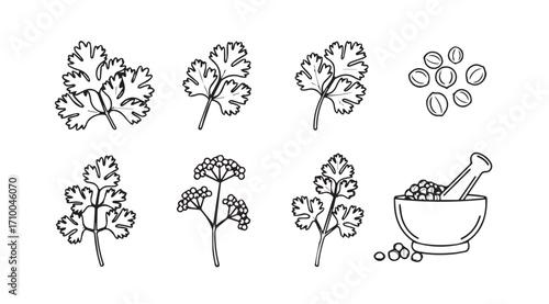 Botanical illustration of coriander leaves and seeds with mortar and pestle silhouette