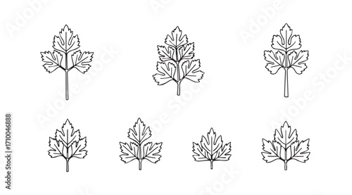 Collection of detailed botanical leaf silhouettes in black and white