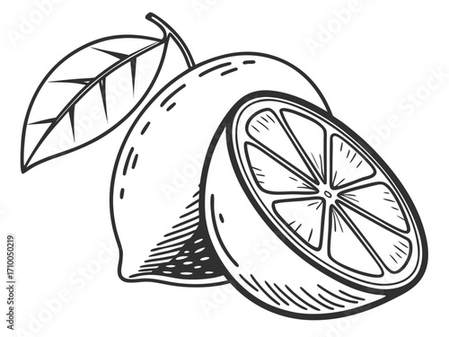 Decorative grapevine line illustration with clustered grapes, detailed lobed leaves, and flowing vine for botanical or artistic use.