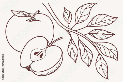 Botanical line art depicting a fruit-bearing Malus domestica branch with intricately veined leaves and a detailed halved apple revealing core and seeds in a refined monochrome scientific illustration