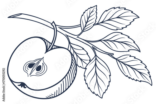 Botanical line art depicting a fruit-bearing Malus domestica branch with intricately veined leaves and a detailed halved apple revealing core and seeds in a refined monochrome scientific illustration
