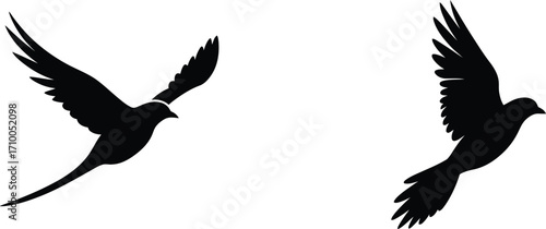 Two birds in flight silhouetted against a plain white background