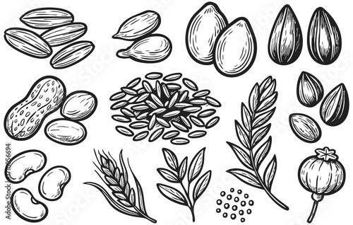 Seeds and grains doodle collection isolated on transparent background, generative ai