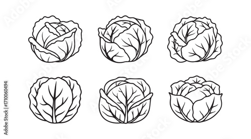 Six hand drawn cabbage heads in a silhouette style