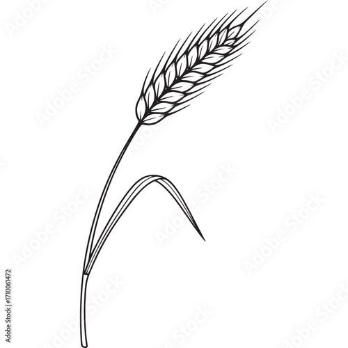 Single wheat stalk with leaves isolated on white background