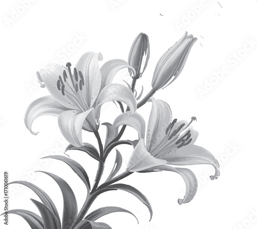 Elegant white lilies bloom with graceful petals and developing buds, symbolizing purity and beauty.