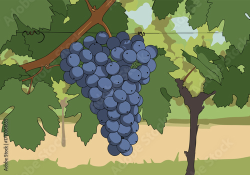 A bountiful bunch of 'Harvest Glory' grapes hangs heavy on a vine, showcasing rich color and texture.  Ideal for food, wine, or agricultural themes.