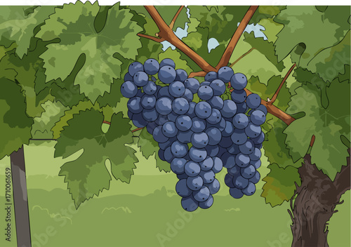 A bountiful bunch of dark blue grapes hangs heavy on a vine, showcasing rich color and texture. Perfect for food, wine, or nature-themed visuals.