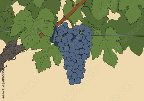 A vibrant bunch of 'Harvest Glory' grapes hangs heavy on a vine.  Clear, detailed illustration. Perfect for food, wine, or agricultural themes.