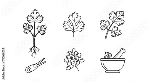 Hand drawn botanical illustrations of coriander leaves roots and mortar pestle silhouette