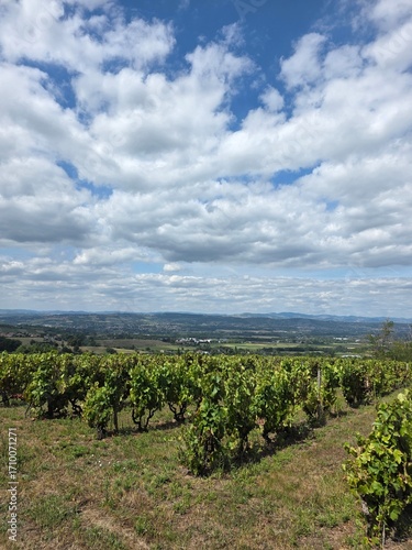 Vignes France