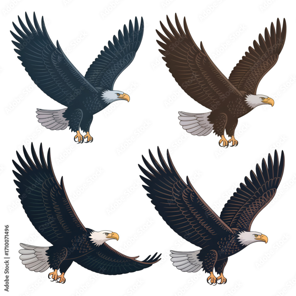 Obraz premium american bald eagle