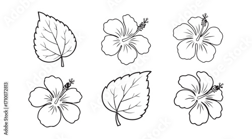 Collection of six hand drawn hibiscus flowers and leaves silhouette