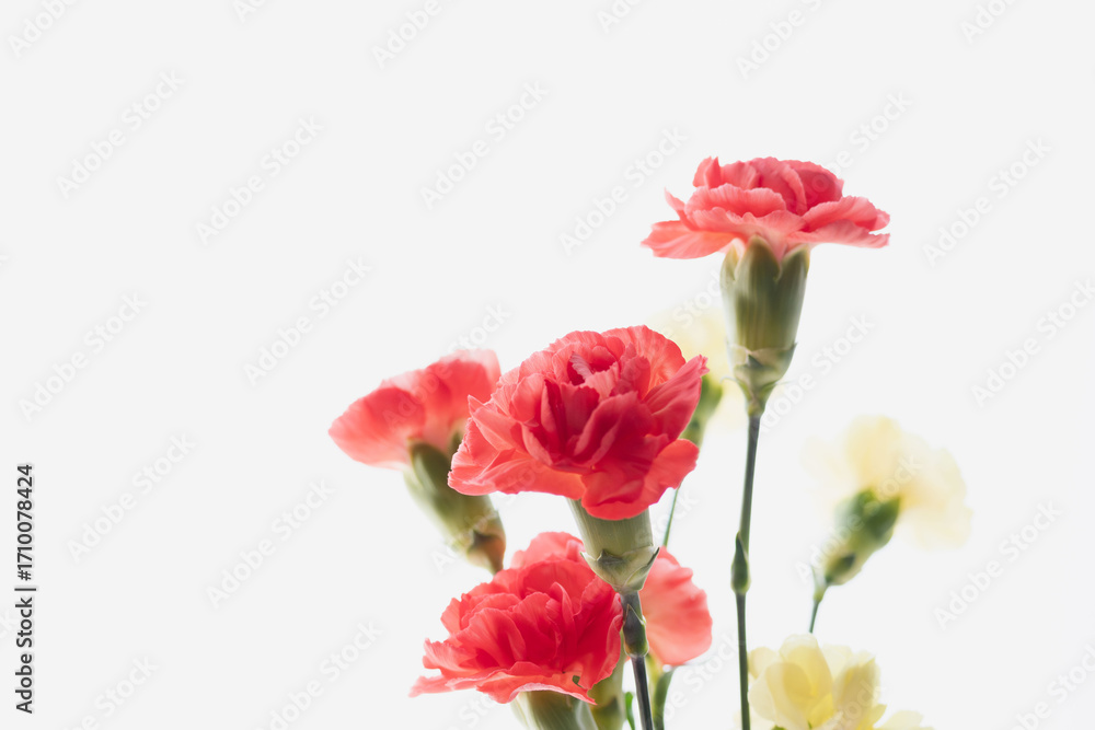 Obraz premium カーネーションの花を白背景で撮影01