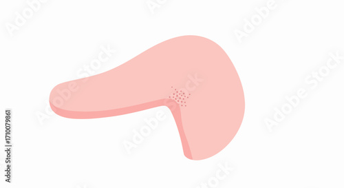 Human pancreas illustration, presenting this vital organ in simplified anatomical form. Pancreas representation is a didactic tool in medical illustration, showing glandular structure.