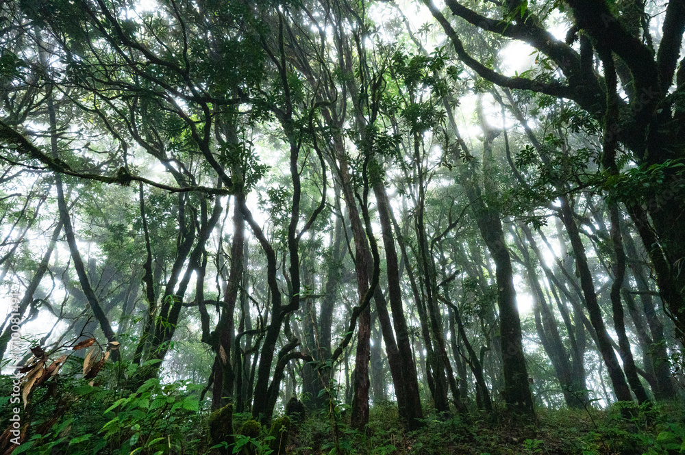 Fototapeta premium trees in the woods