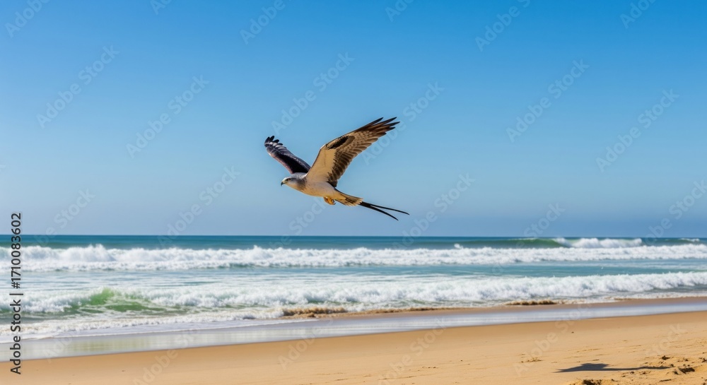 Fototapeta premium A hawk soars above a sandy beach and ocean
