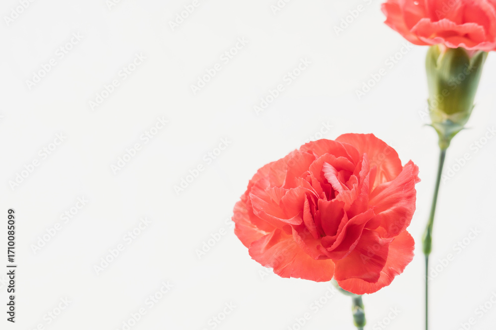 Obraz premium カーネーションの赤い花を白背景で撮影11